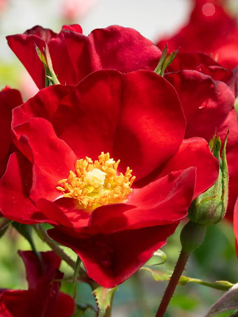 Scarlet Drift® Rose