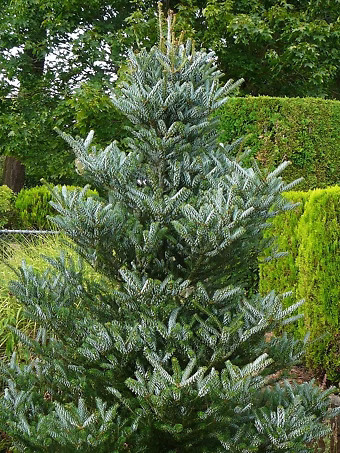 Silberlocke Korean Fir