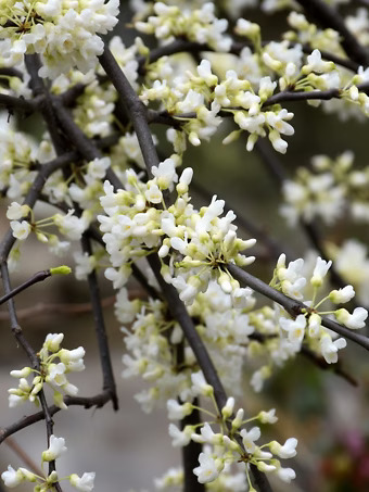 Vanilla Twist Redbud