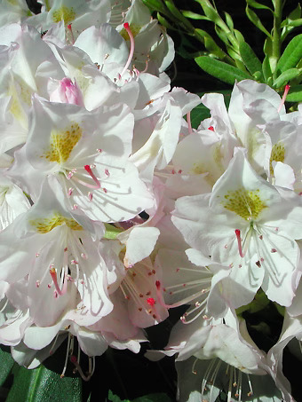 White Catawba Rhododendron