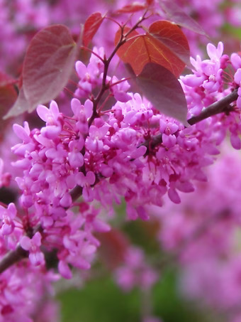 Ace of Hearts Redbud