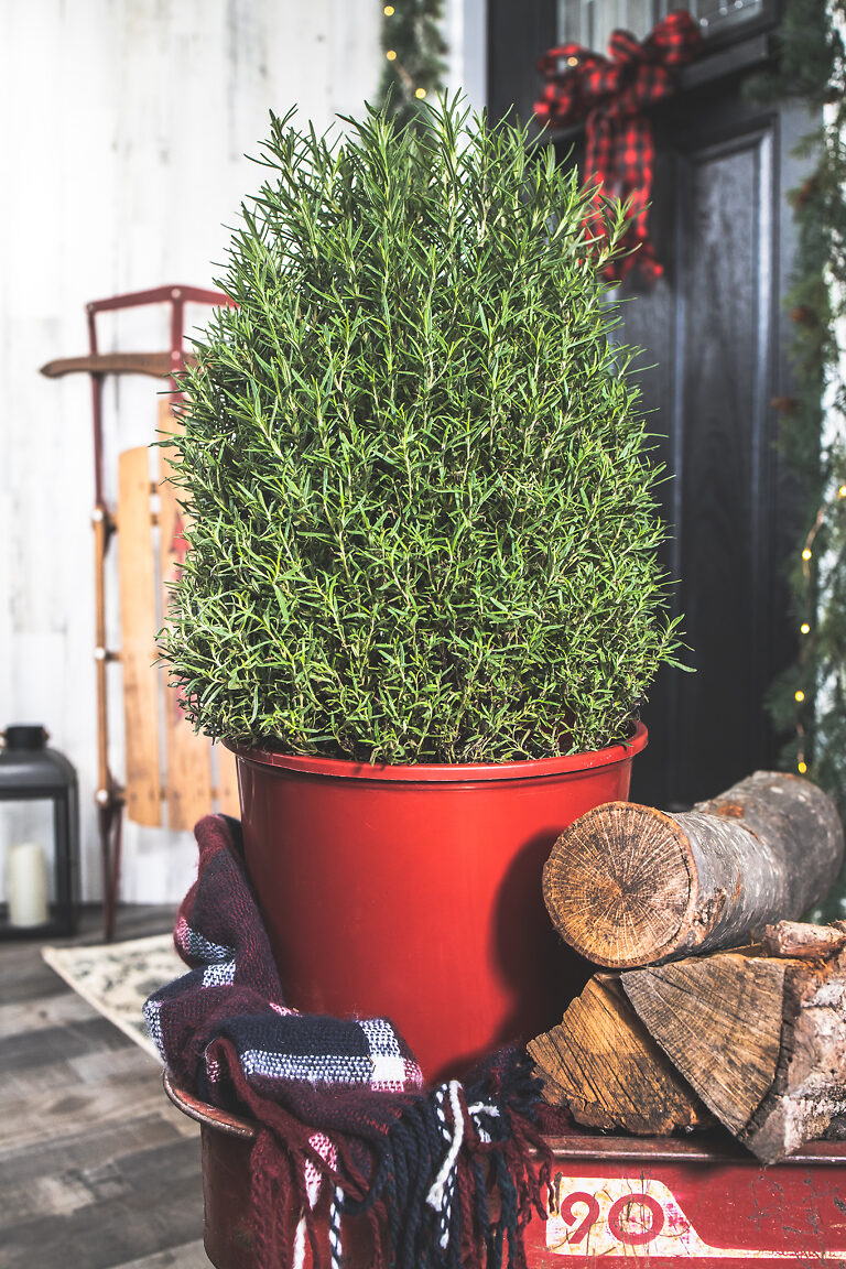 Tuscan Blue Rosemary For Sale Online The Tree Center