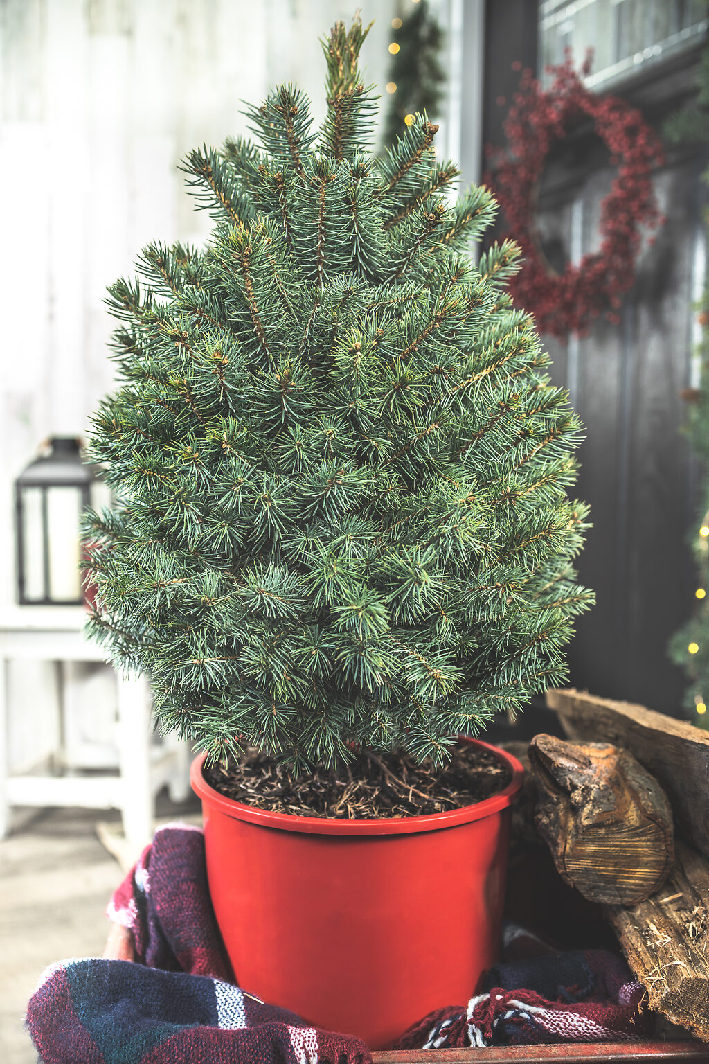 Buy Baby Blue Spruce For Sale The Tree Center