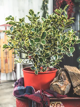 Variegated English Holly