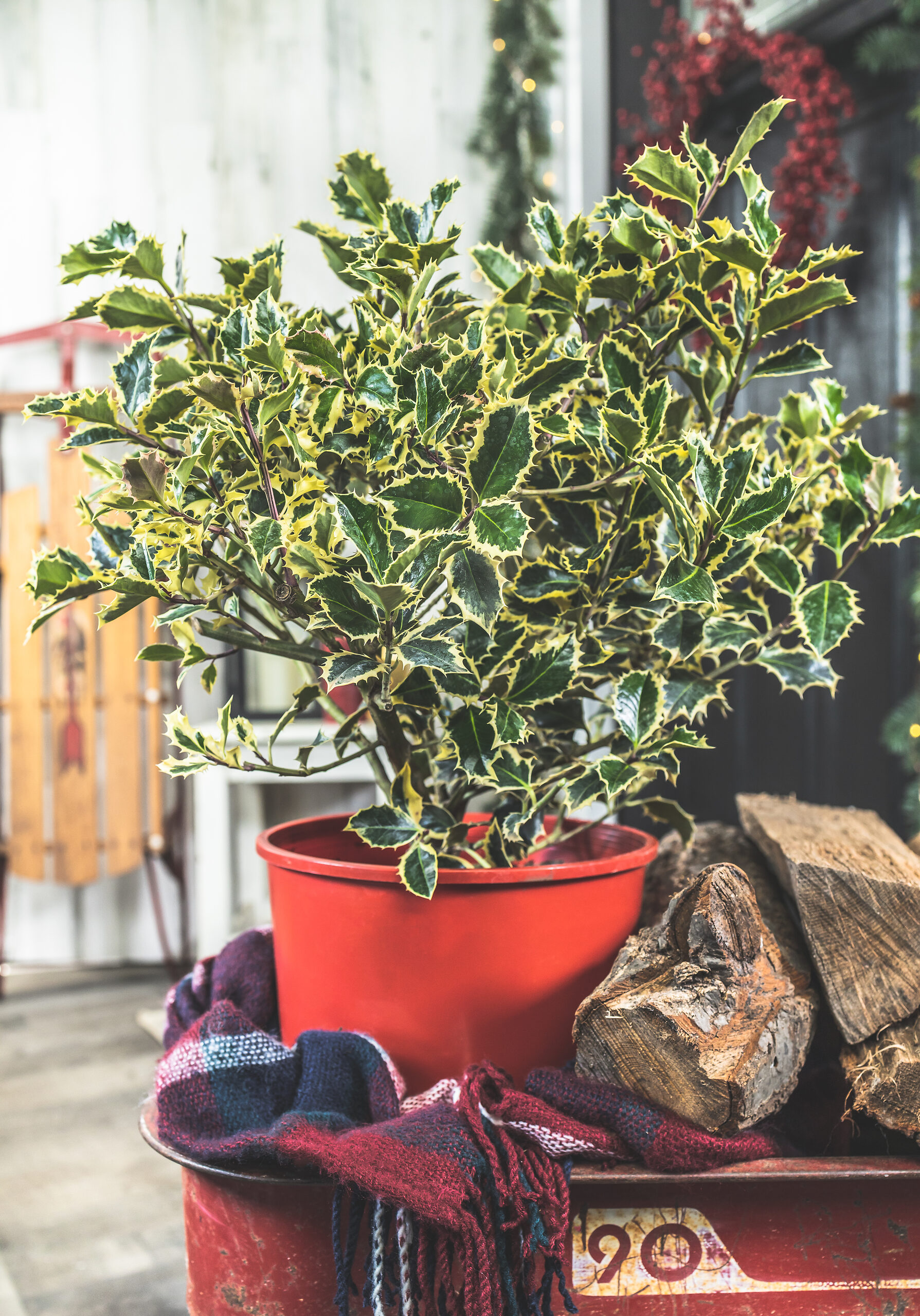 Variegated English Holly For Sale Online The Tree Center
