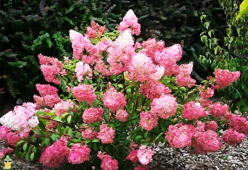 Image of Strawberry sundae hydrangea plant in vase