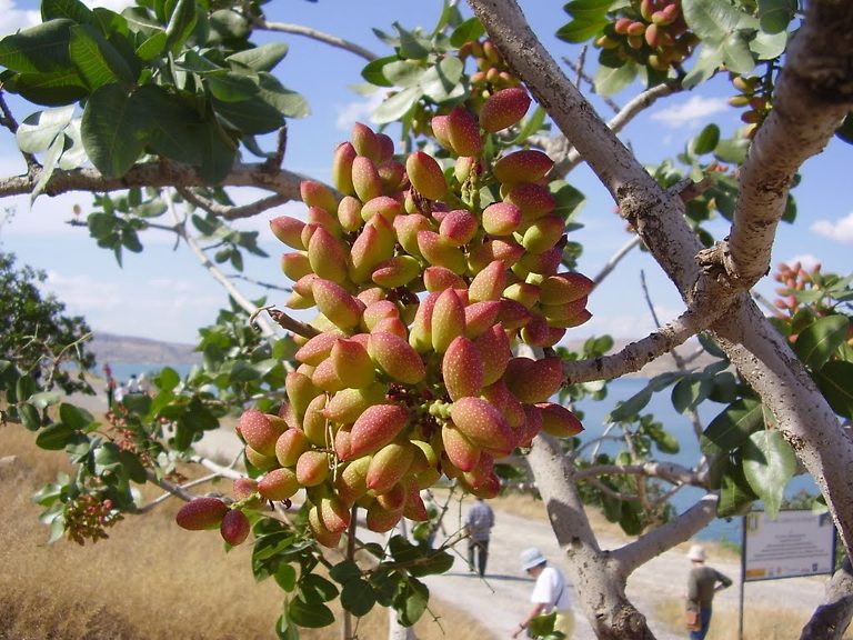 How Do Pistachios Grow? Growth Facts about Pistachios