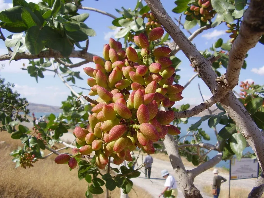 How Do Pistachios Grow Growth Facts About Pistachios how-do-pistachios-grow-growth-facts-about-pistachios
