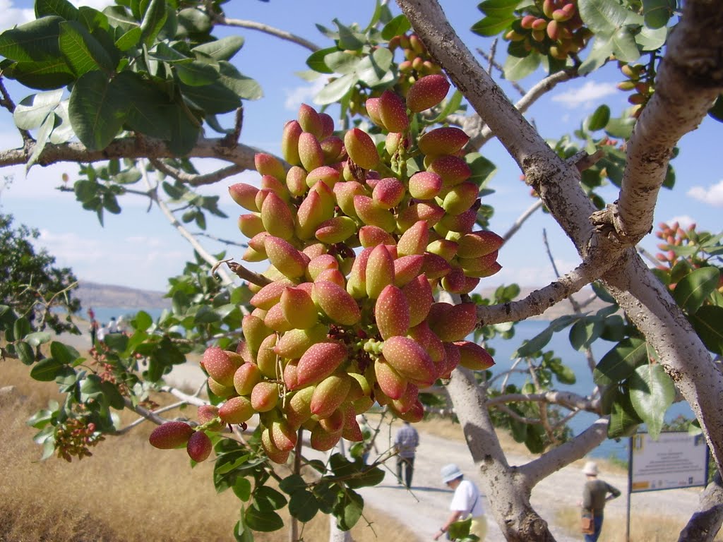 how do pistachios grow? | growth facts about pistachios