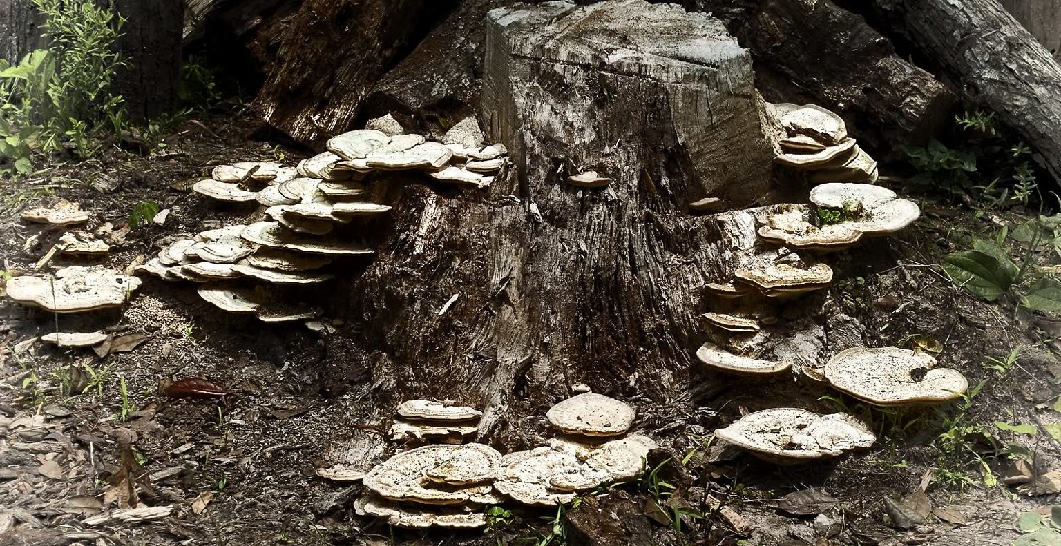Common Types of Tree Fungus Learn to Identify Tree Fungus