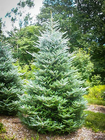 Horstmanns Silberlocke Korean Fir