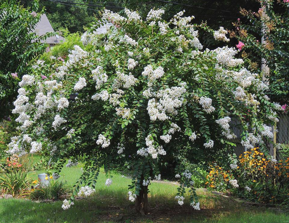 Buy Crape Myrtle Online The Tree Center