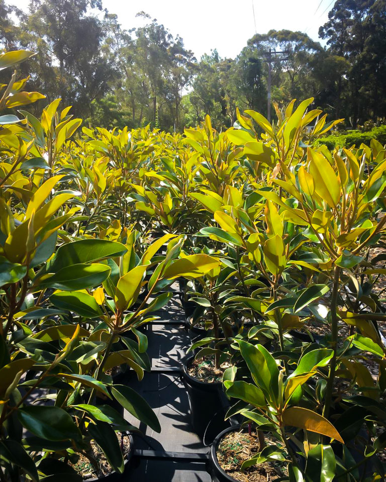 Alta Southern Magnolia For Sale Online The Tree Center