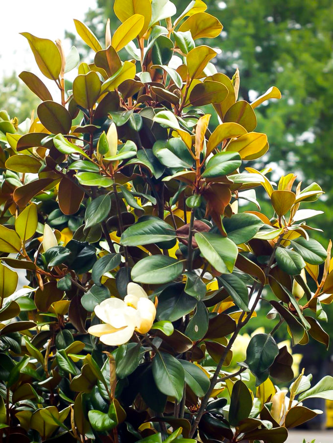 Southern Magnolia "Edith Bogue" For Sale Online The Tree Center