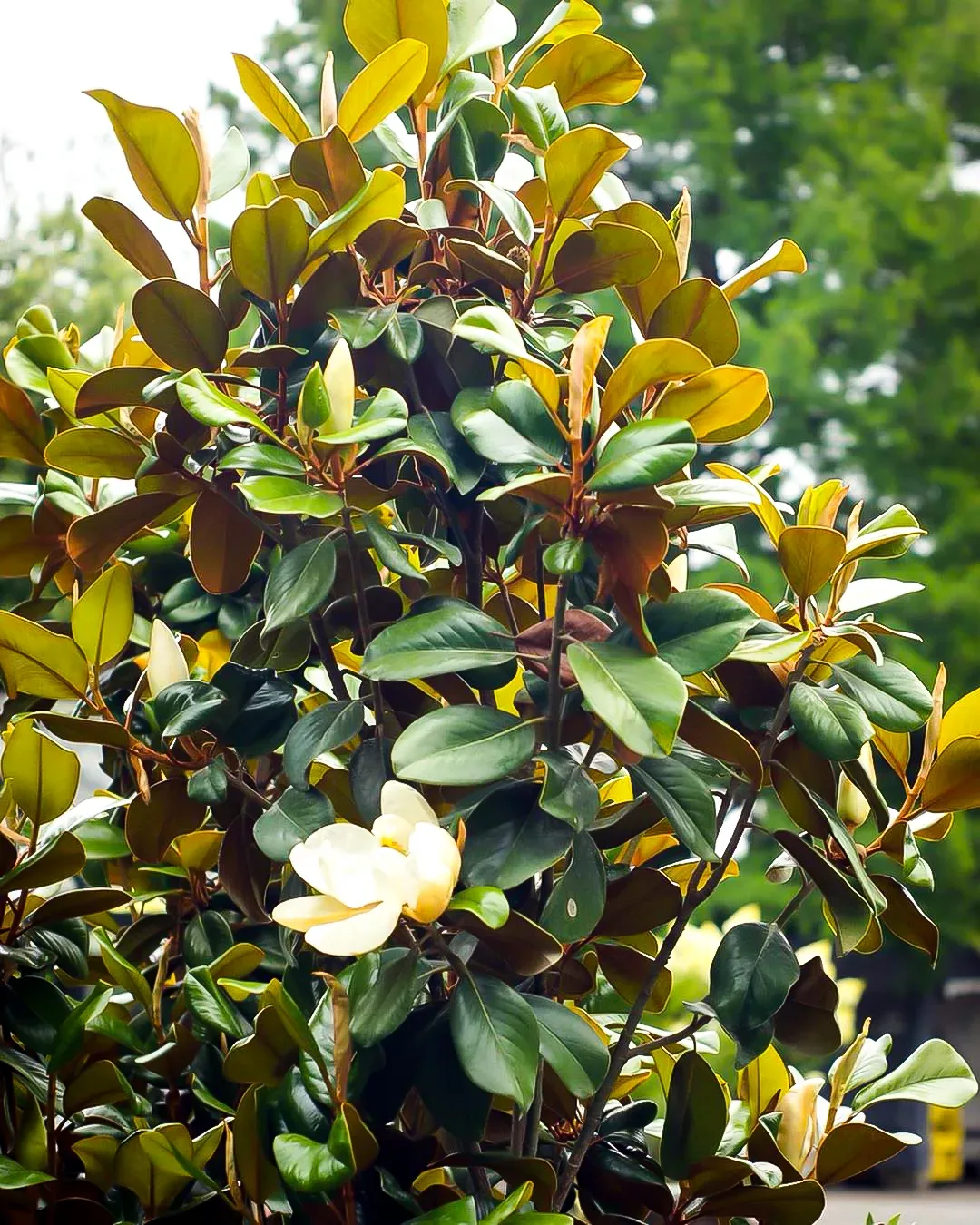 Alta Southern Magnolia For Sale Online