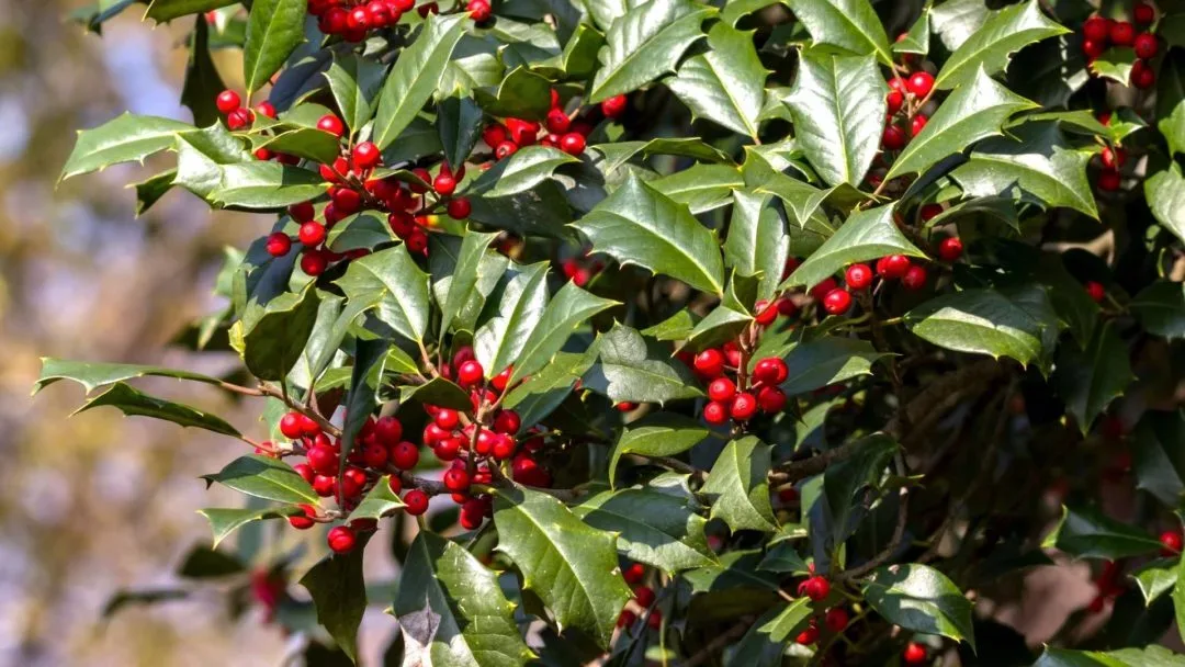 What are the beautiful red berries by the side of the road?