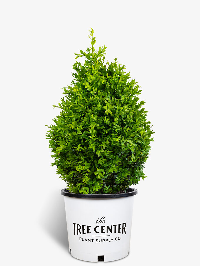 Wintergreen Boxwood For Sale The Tree Center