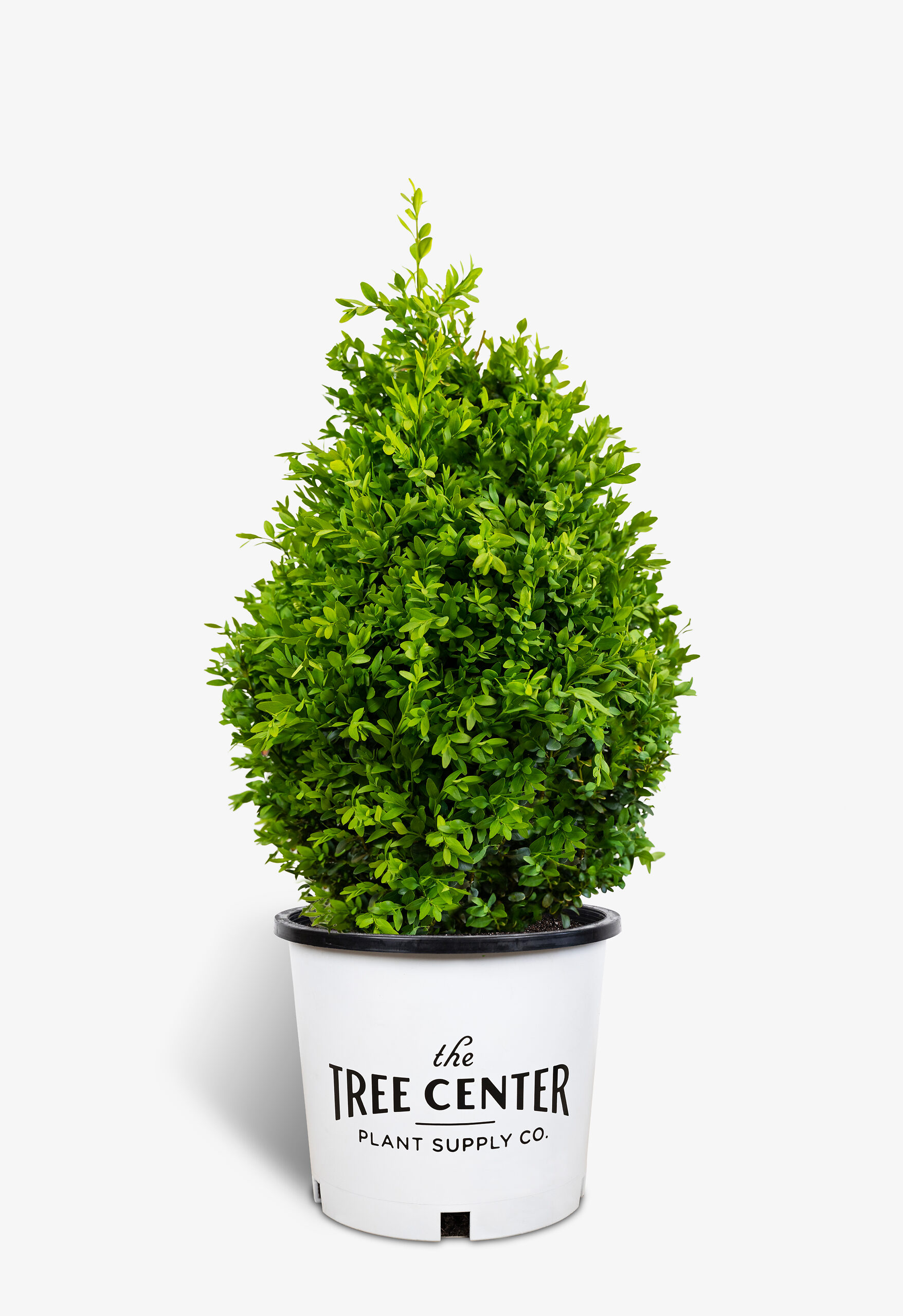 American Boxwood - #5 Container