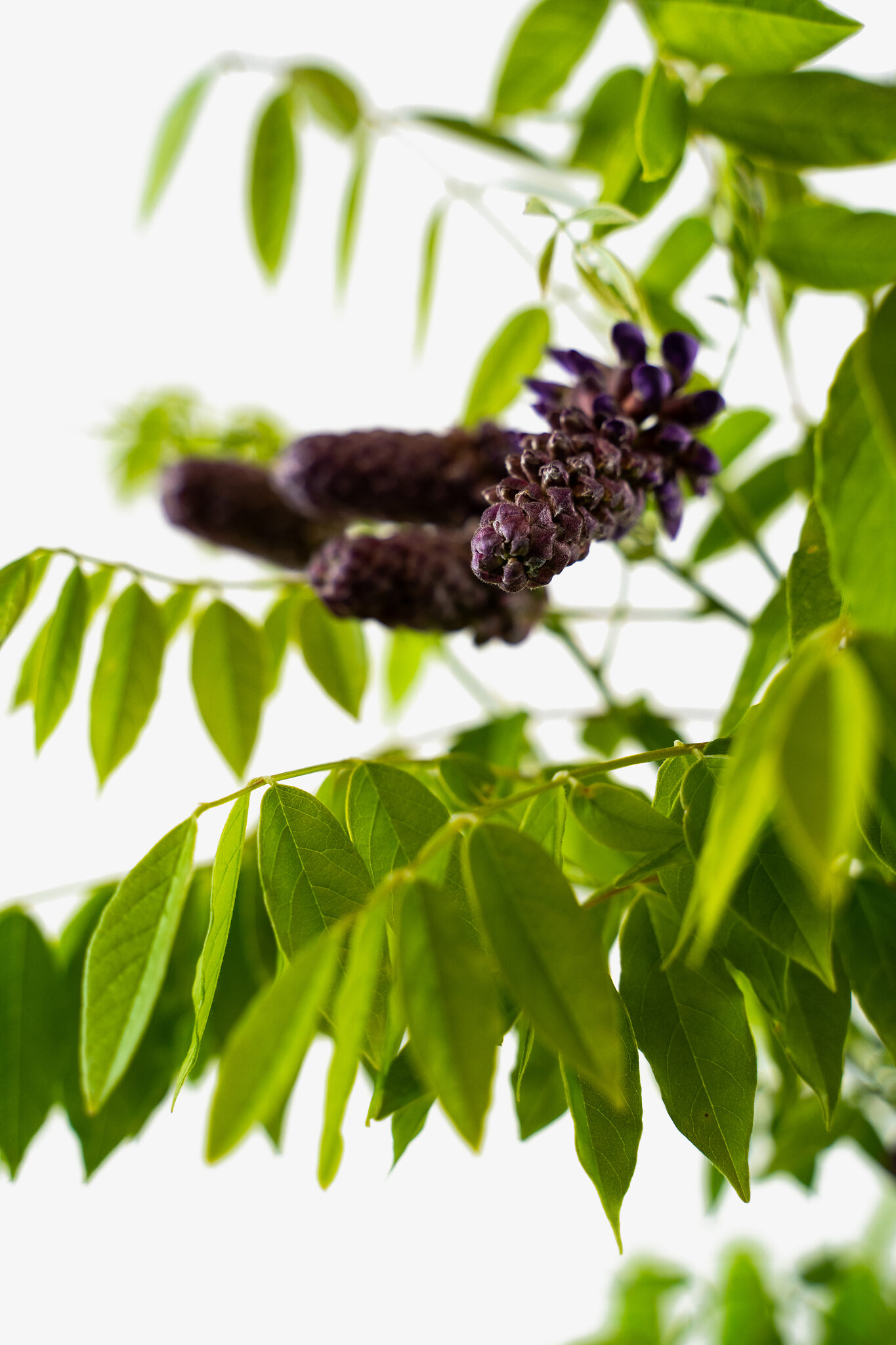 Amethyst Falls Wisteria For Sale Online The Tree Center