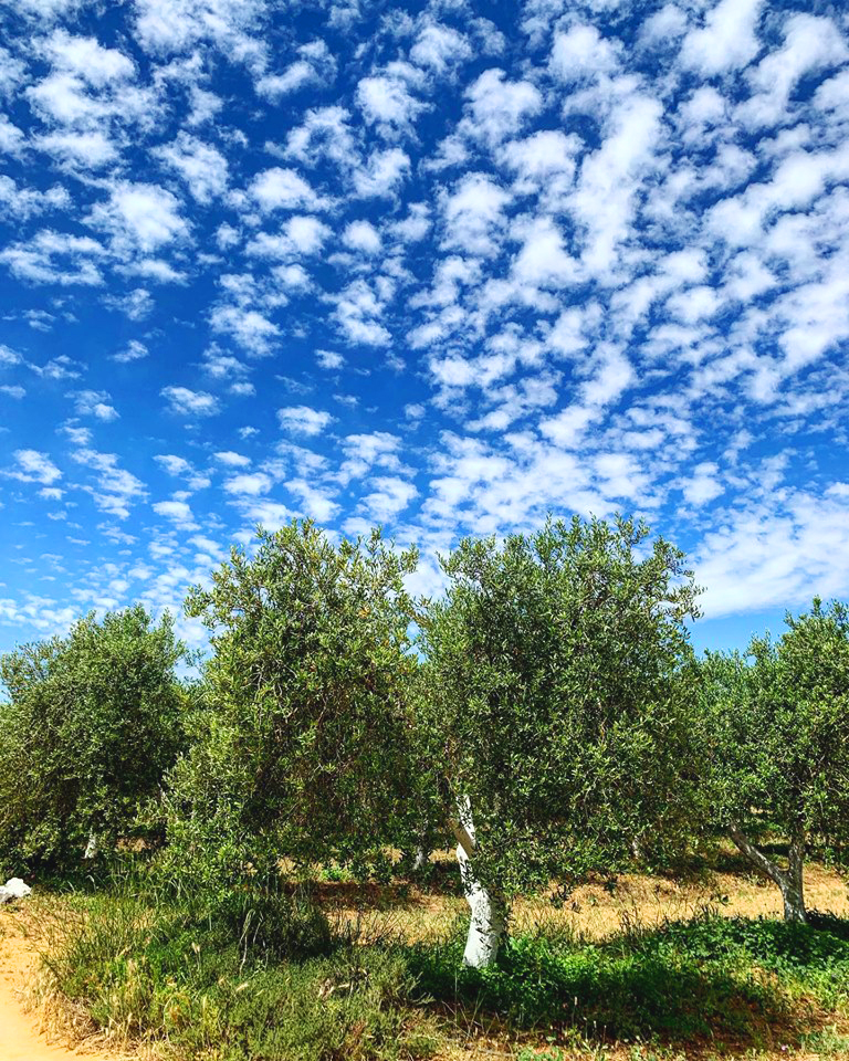 Arbequina Olive Tree For Sale The Tree Center