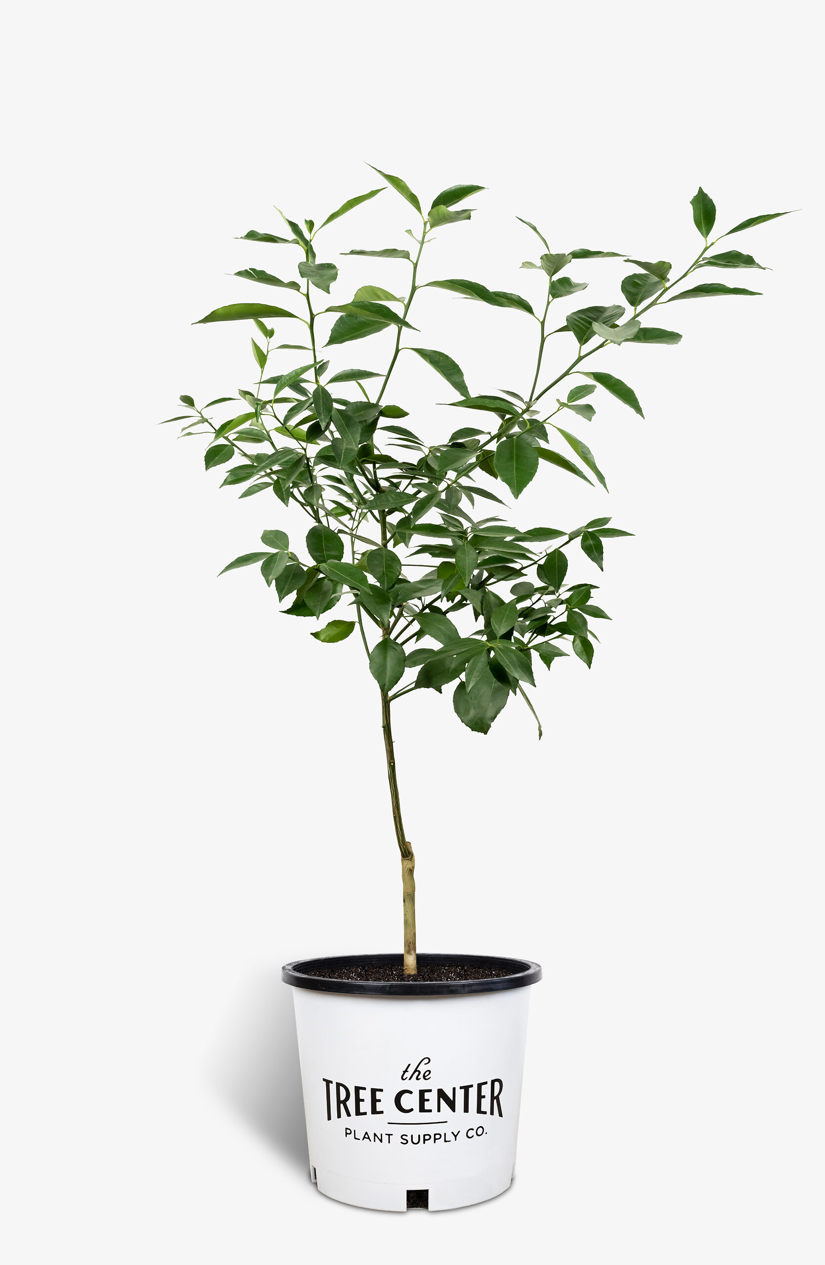 Arctic Frost Satsuma Tree For Sale Online The Tree Center