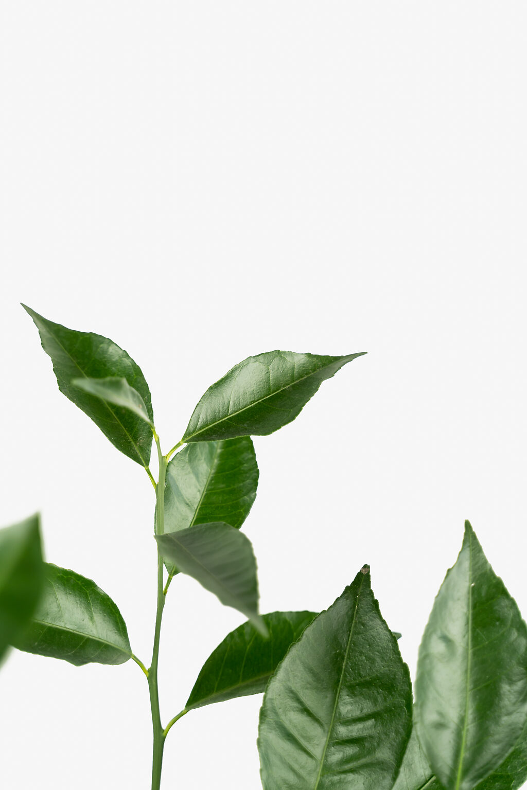 Arctic Frost Satsuma Tree For Sale Online The Tree Center