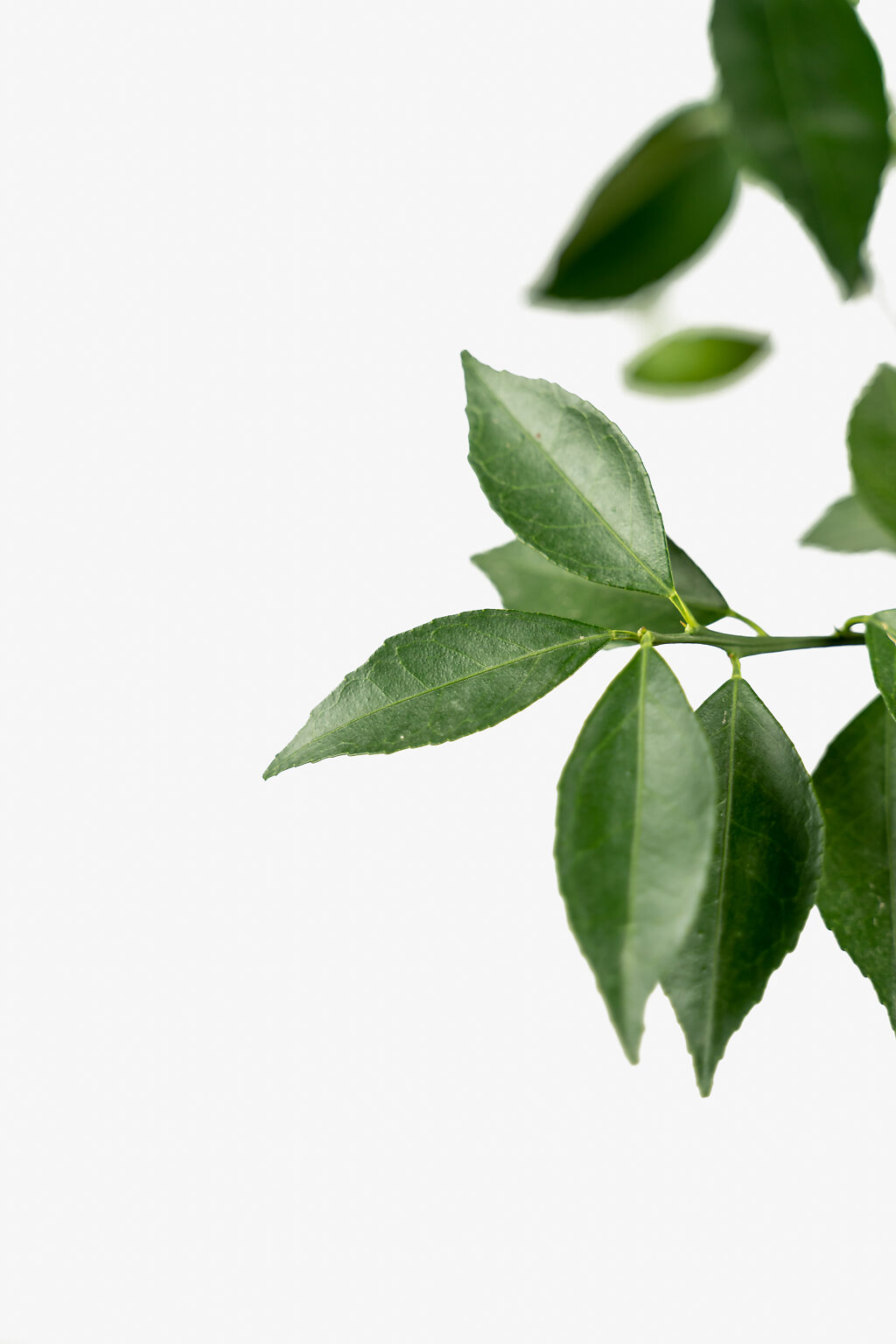 Arctic Frost Satsuma Tree For Sale Online The Tree Center