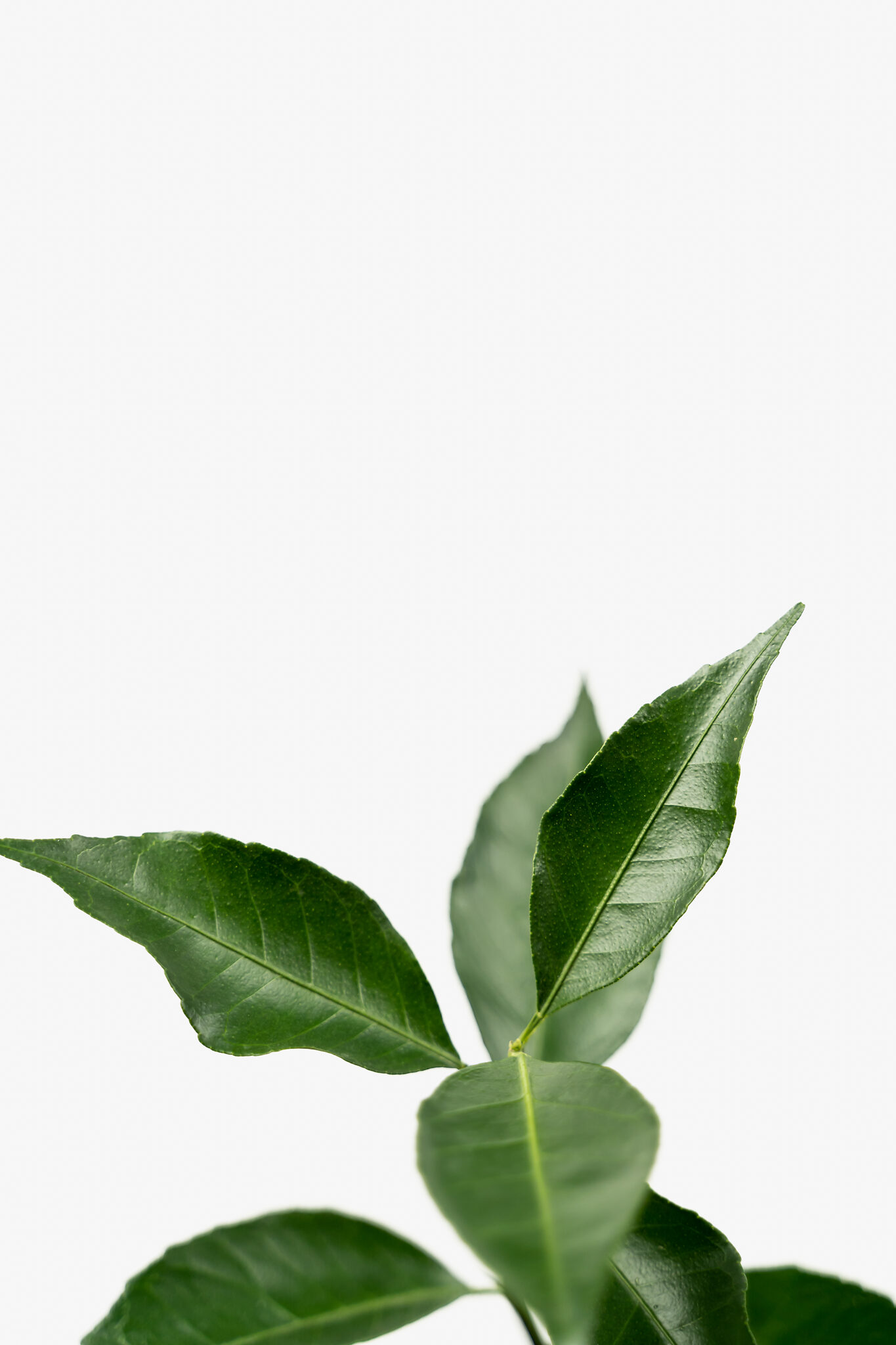 Arctic Frost Satsuma Tree For Sale Online The Tree Center