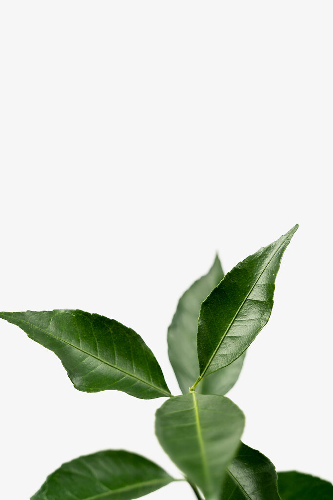 Arctic Frost Satsuma Tree For Sale Online The Tree Center