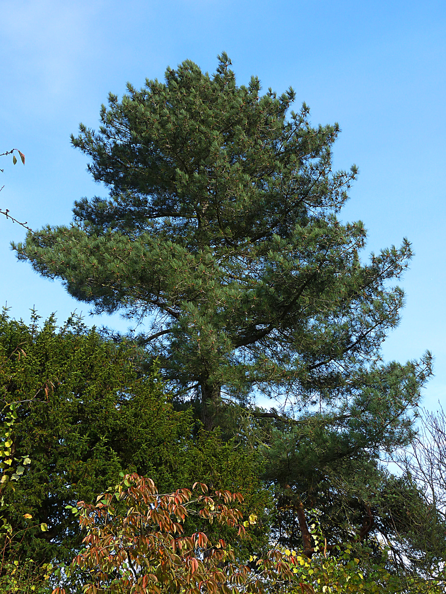 Austrian Black Pine For Sale | The Tree Center