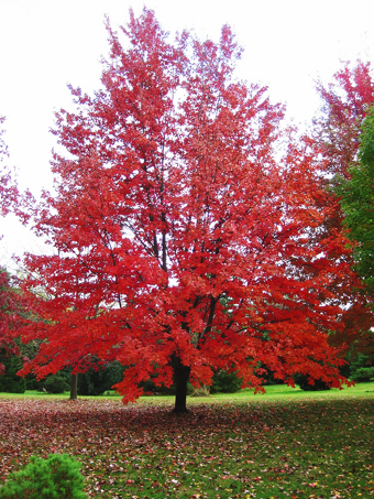 Autumn Fantasy® Red Maple