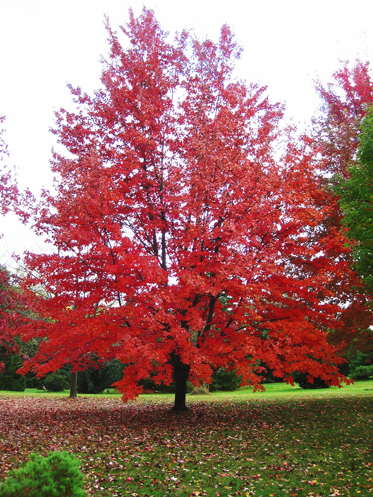 Autumn Fantasy® Red Maple Trees For Sale Online The Tree Center