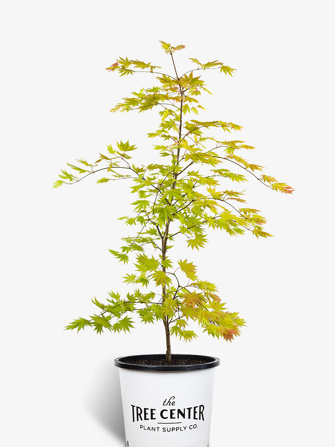 Green Mist Japanese Maple For Sale Online The Tree Center