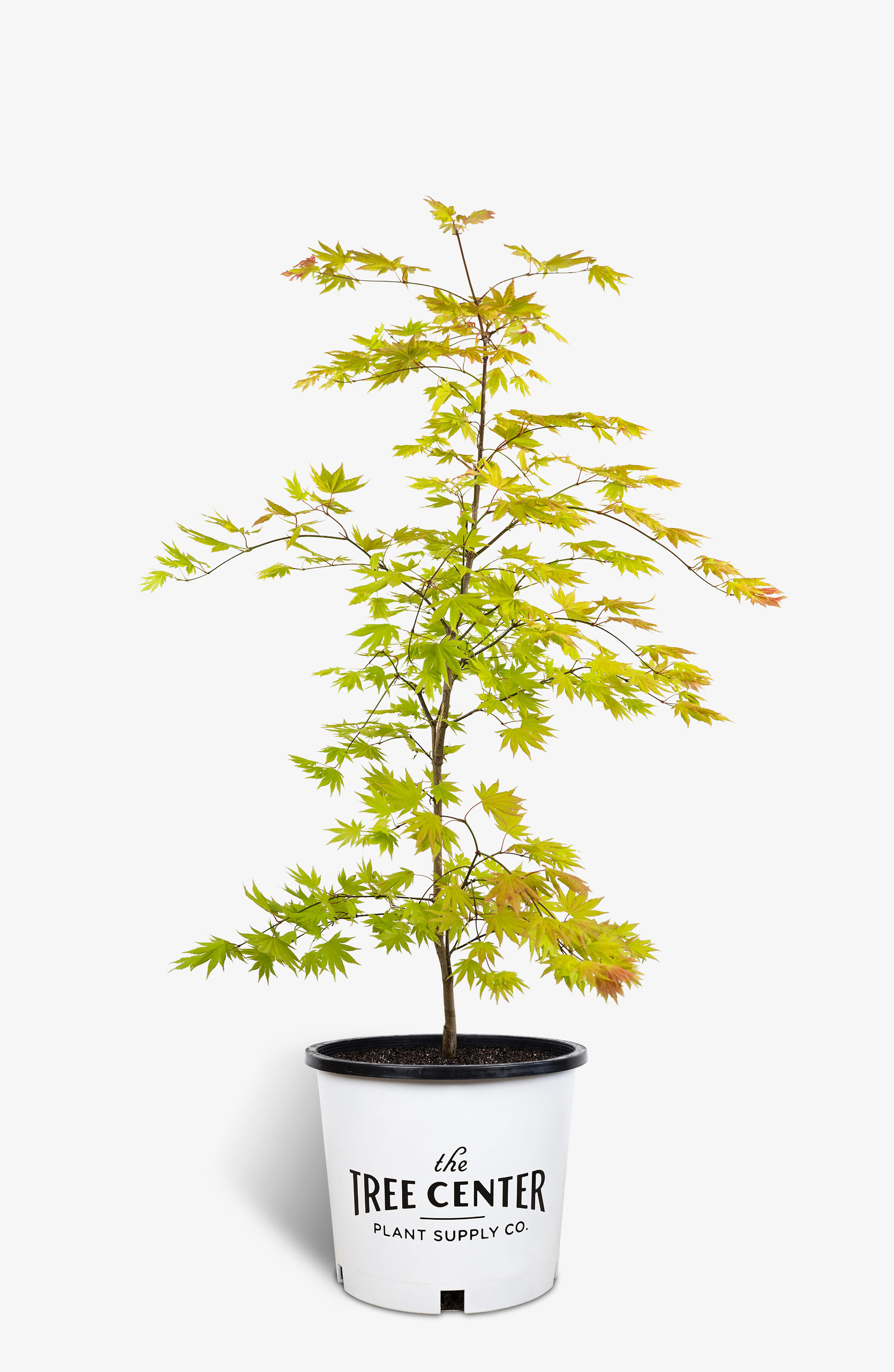 Buy Autumn Moon Japanese Maple For Sale The Tree Center