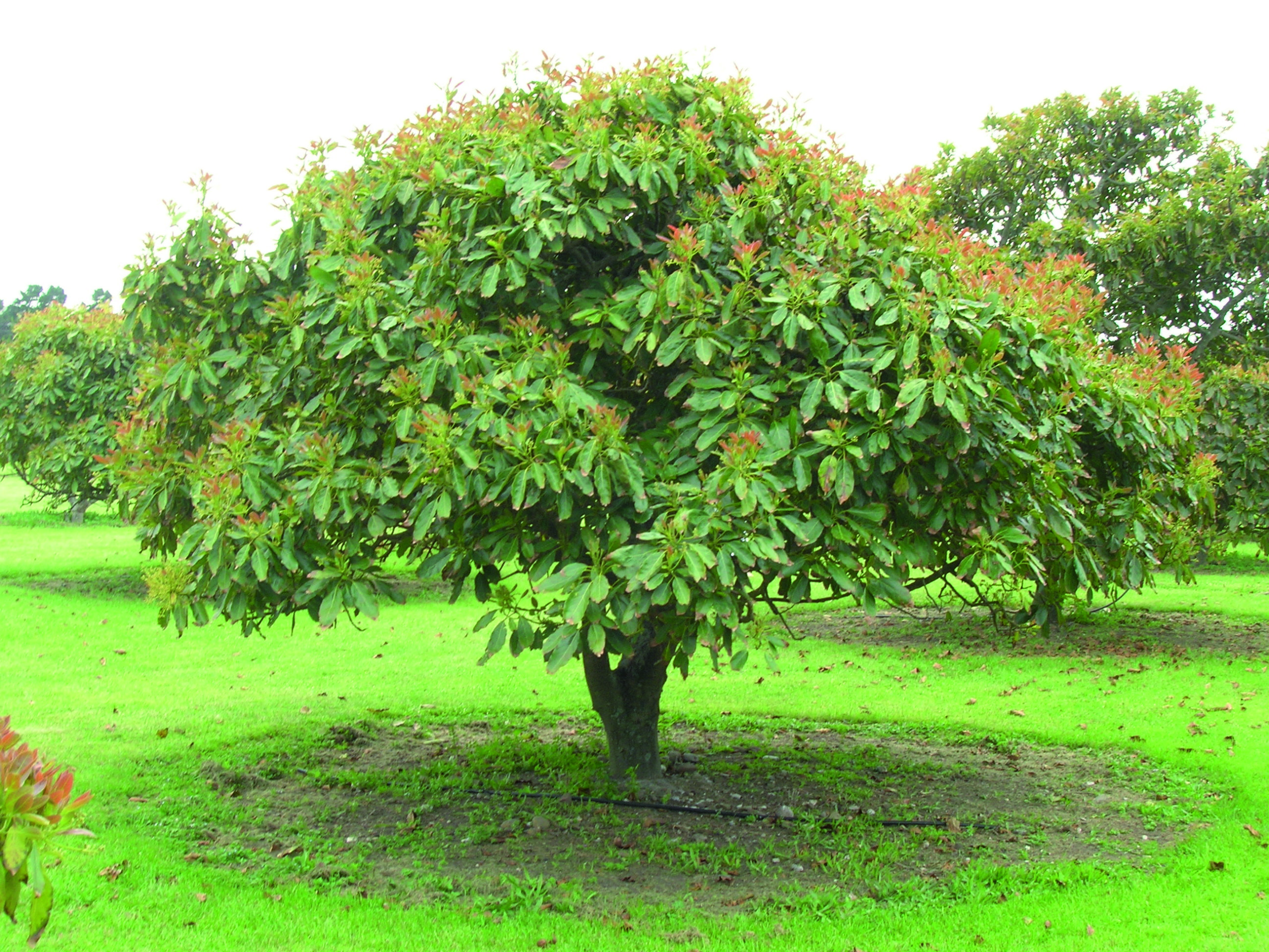 Cuidado del árbol de aguacate