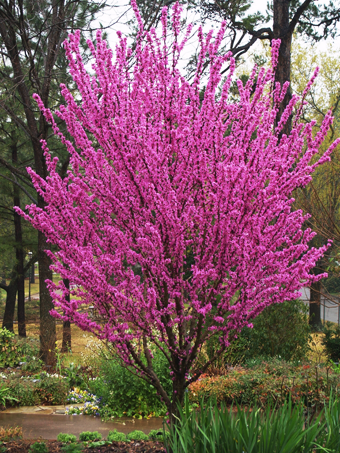 Avondale Redbud