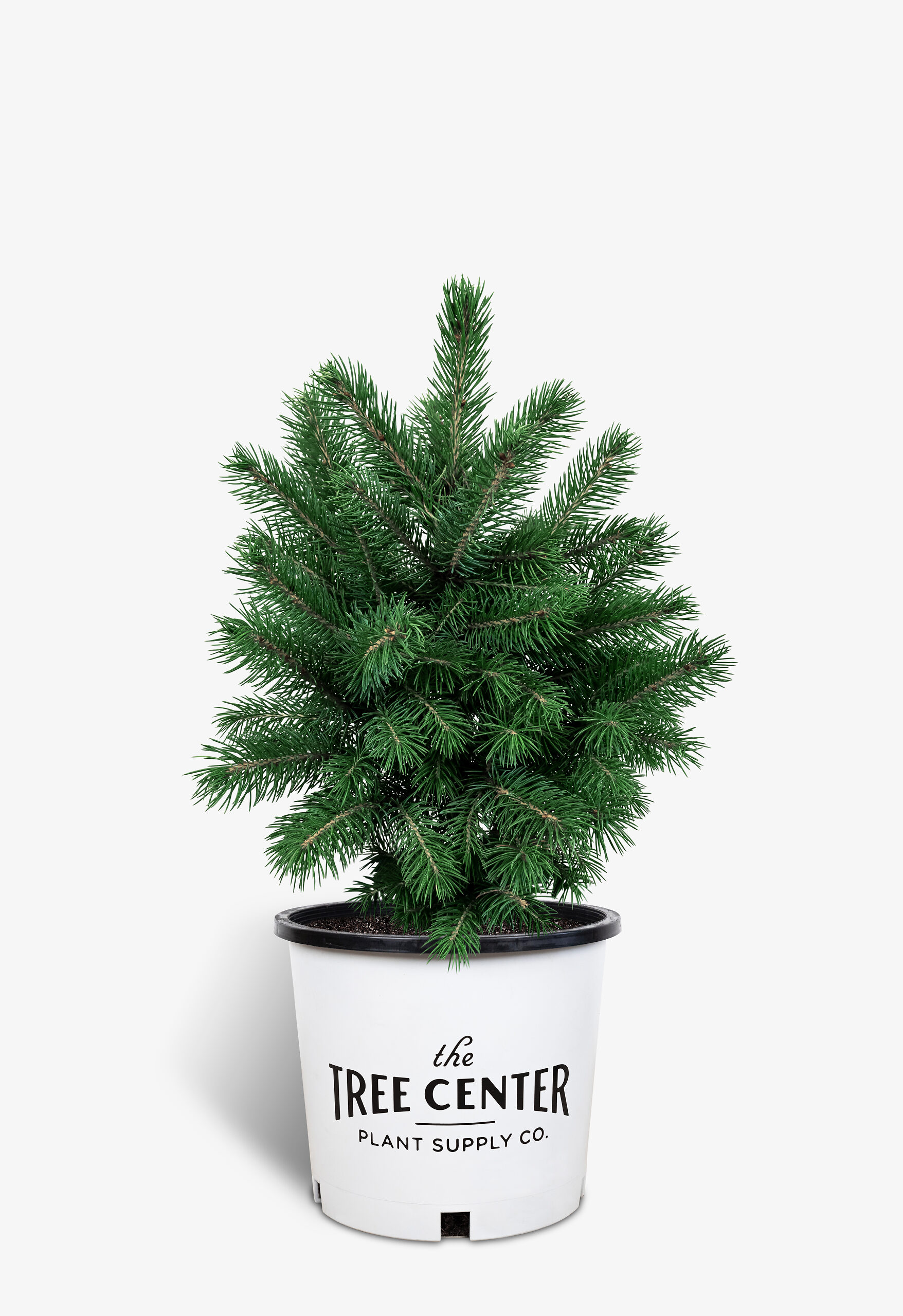 Buy Baby Blue Spruces Trees Online Quality Baby Blue Spruce Trees Delivered