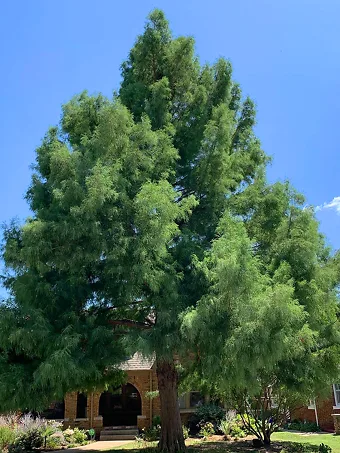 Bald Cypress Tree