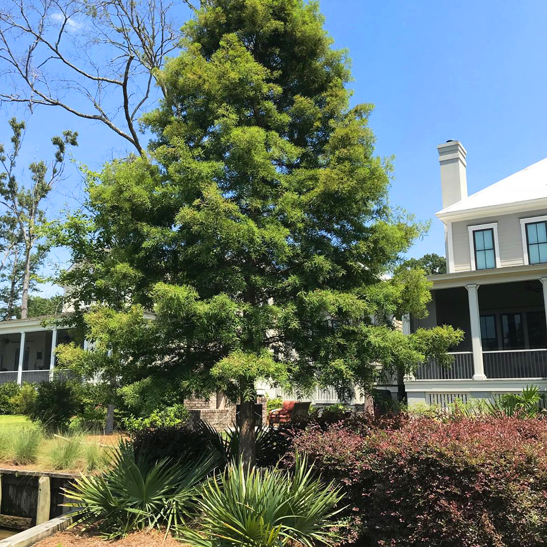 Bald Cypress Tree For Sale The Tree Center