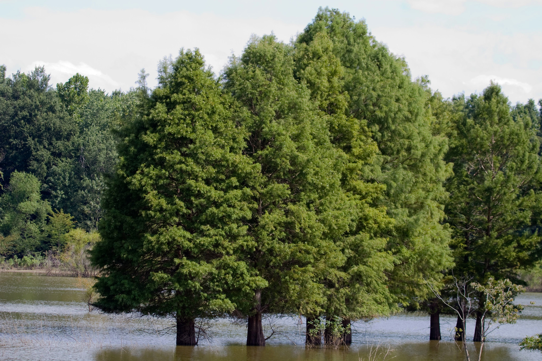 Bald Cypress Tree For Sale The Tree Center