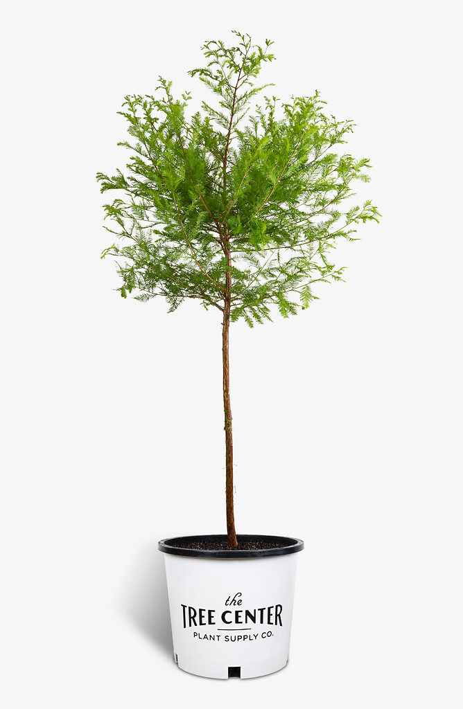 Bald Cypress Tree For Sale The Tree Center