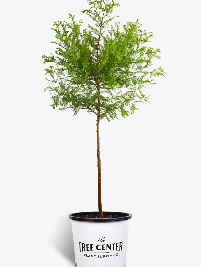 Gold Mop Cypress Bush For Sale Online The Tree Center