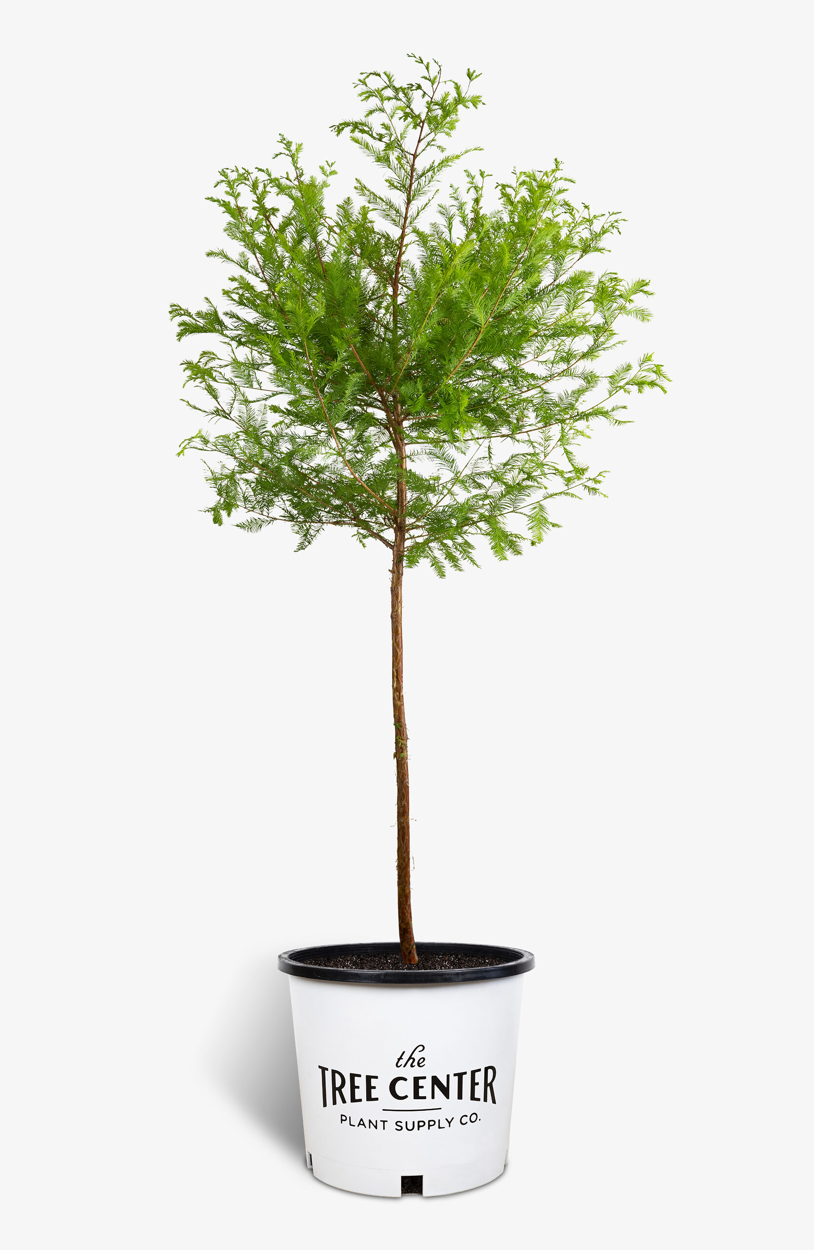 Bald Cypress Tree For Sale The Tree Center