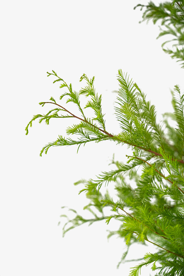 Bald Cypress Tree For Sale The Tree Center Bald Cypress Tree For Sale The Tree Center