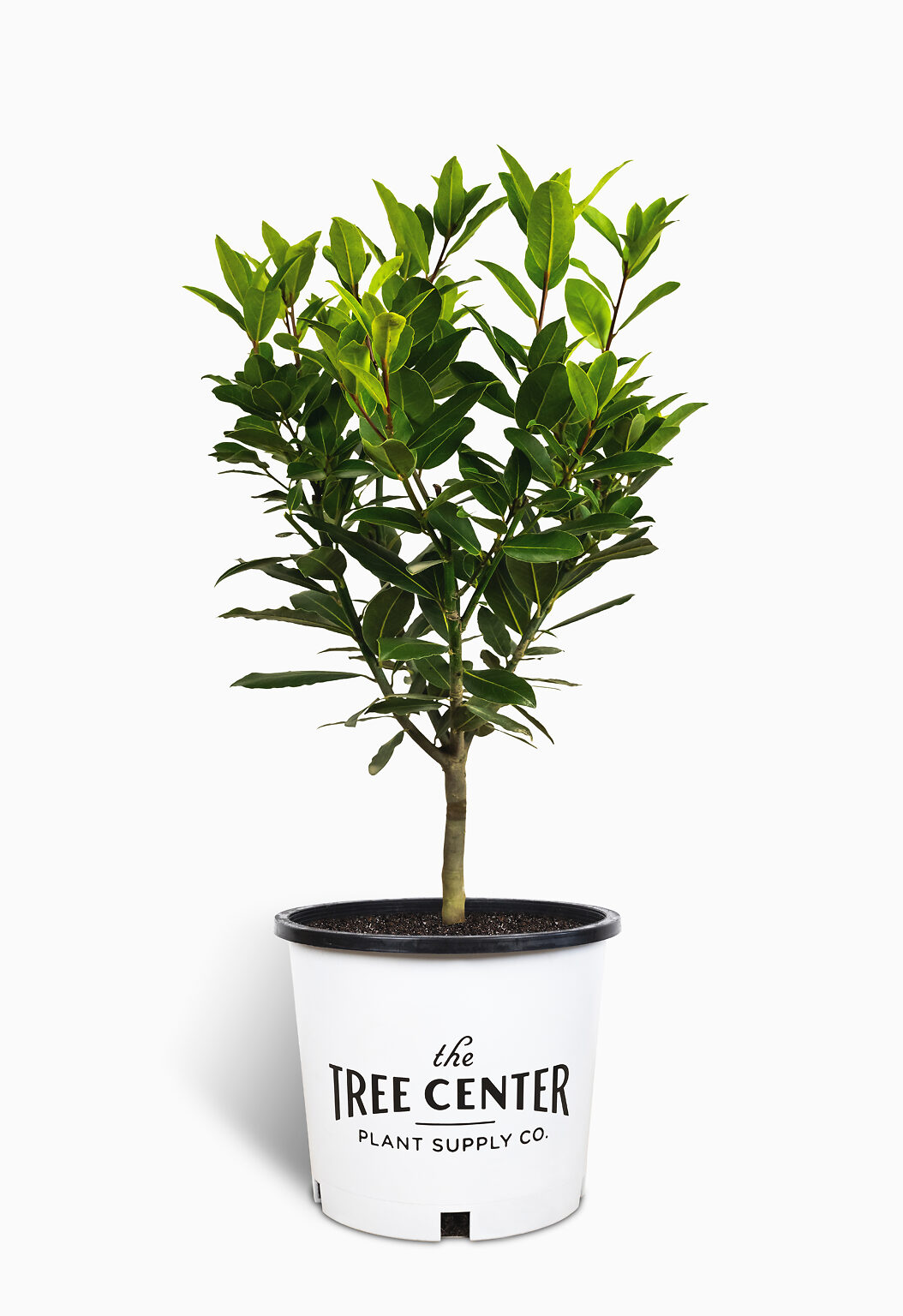 Bay Laurel Patio Tree For Sale Online The Tree Center