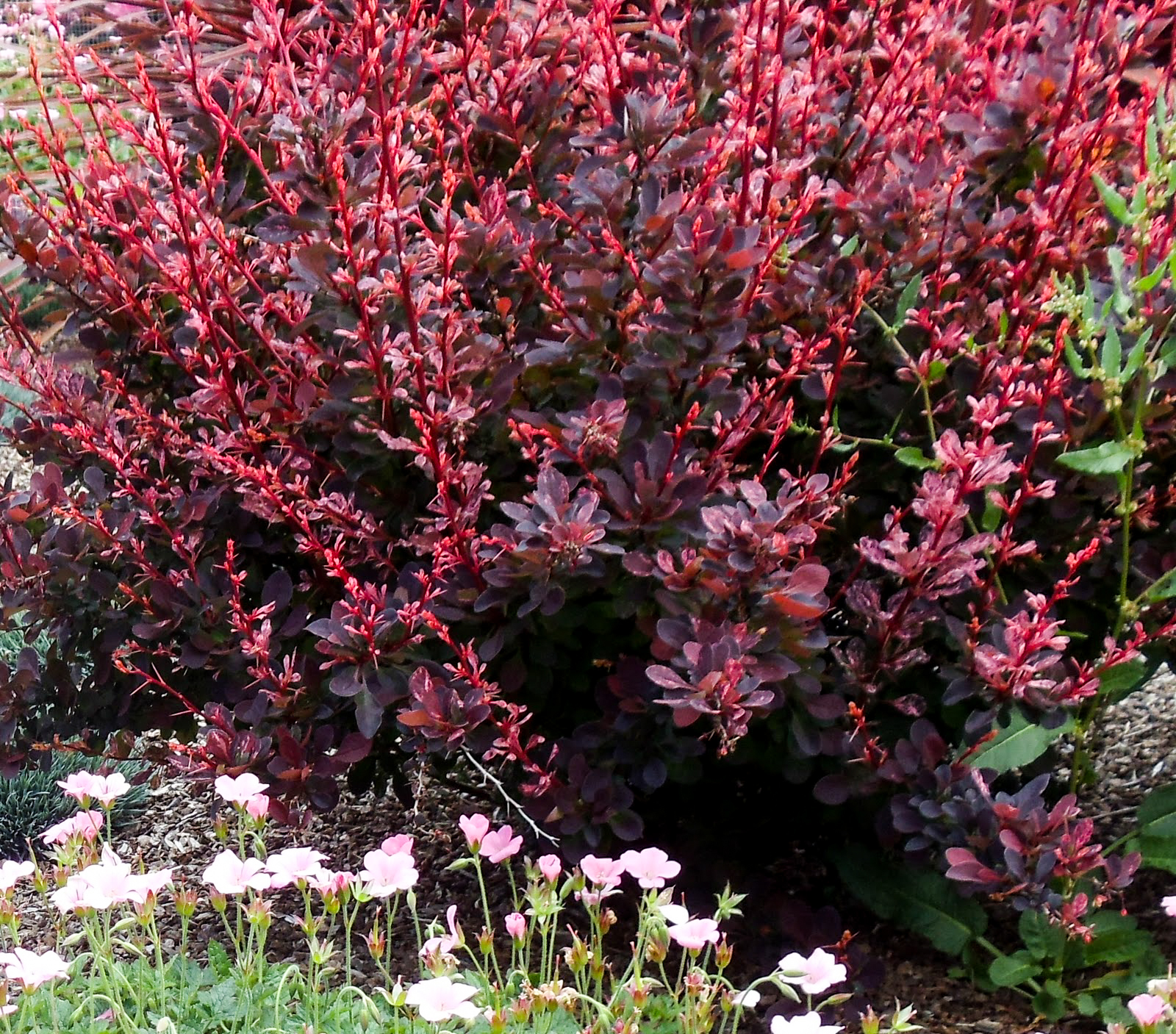 Rose Glow Barberry Bush
