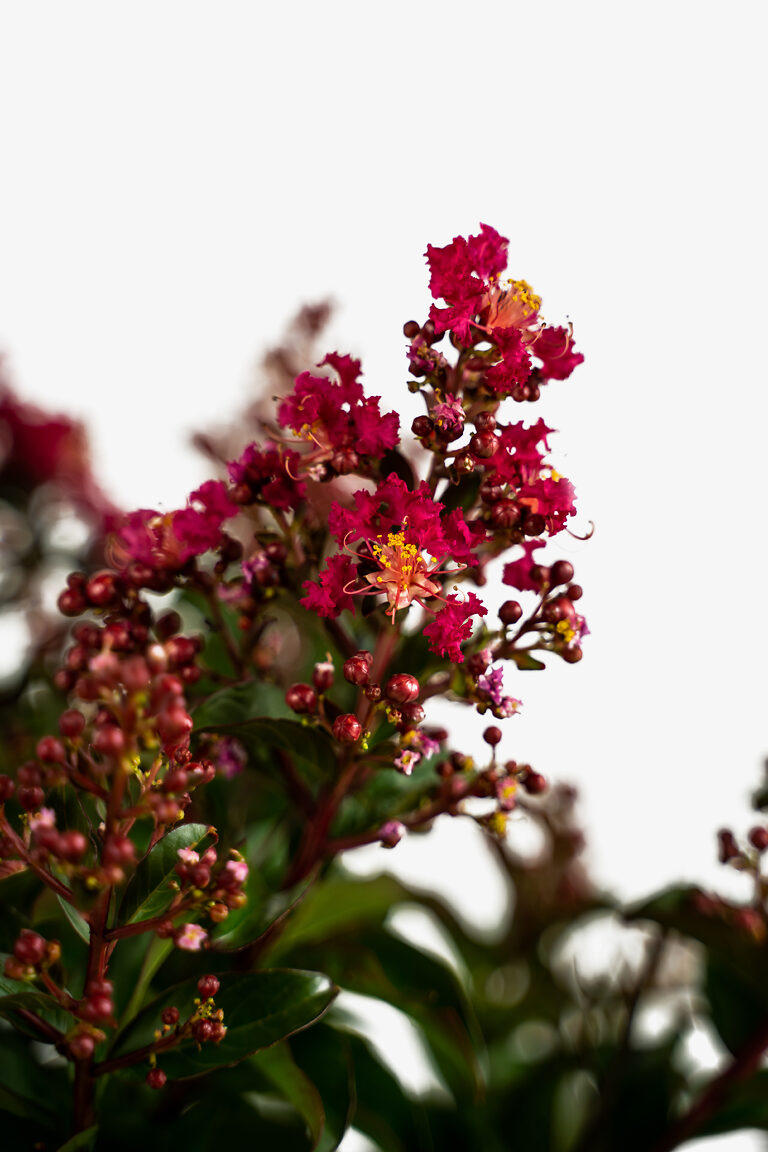 Myrtles Raspberry Berry Dazzle Crape Myrtles For Sale | The Tree Center
