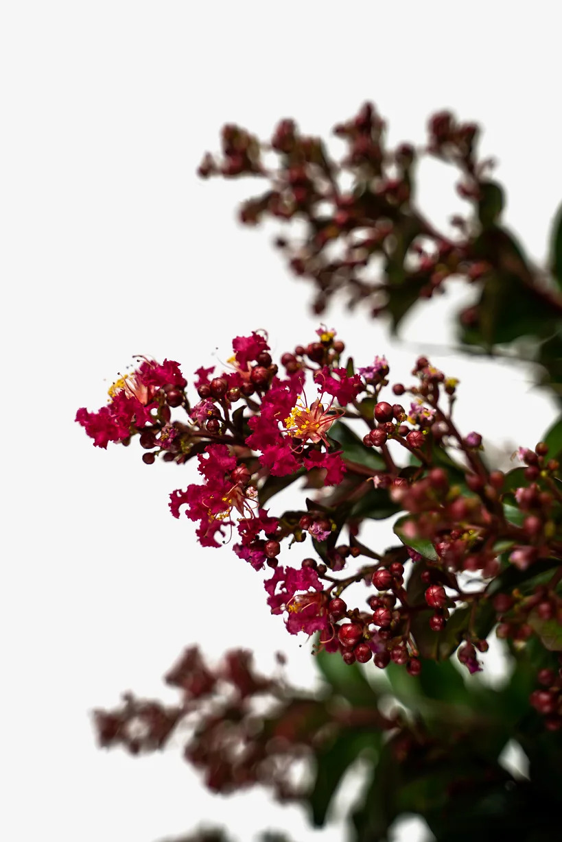 Myrtles Raspberry Berry Dazzle Crape Myrtles For Sale | The Tree Center