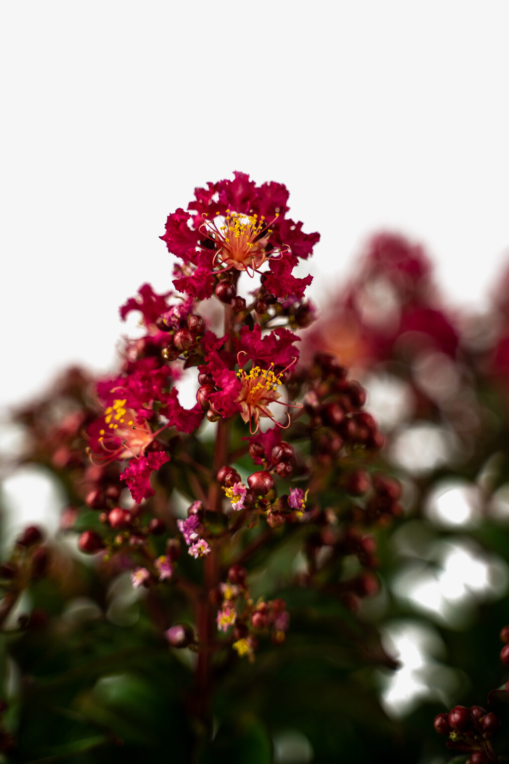 Myrtles Raspberry Berry Dazzle Crape Myrtles For Sale | The Tree Center