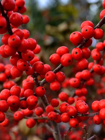 Berry Heavy Winterberry Holly